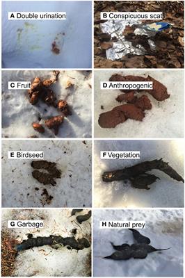 Coyote scat in cities increases risk of human exposure to an emerging zoonotic disease in North America